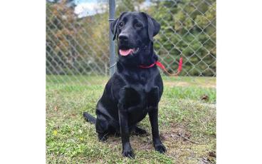 Pepper is one of many pets at MCAR that has been looking for a forever home. She is a typical happy-go-lucky lab with a winning personality. If you are interested in adopting her visit mitchellcountyanimalrescue.org to fill out an application.