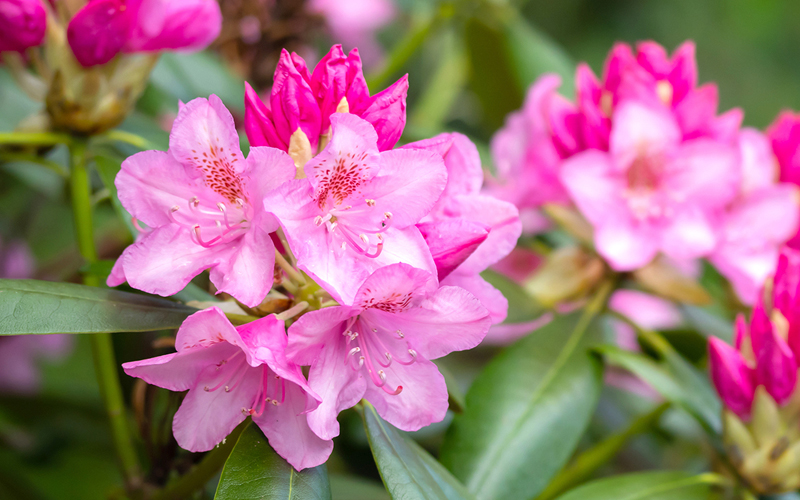 Stock image. The annual North Carolina Rhododendron Festival will be held in downtown Bakersville Friday and Saturday.